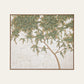 Ghaf Tree